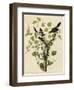 Loggerhead Shrike-null-Framed Giclee Print