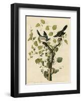 Loggerhead Shrike-null-Framed Giclee Print