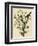 Loggerhead Shrike-null-Framed Giclee Print