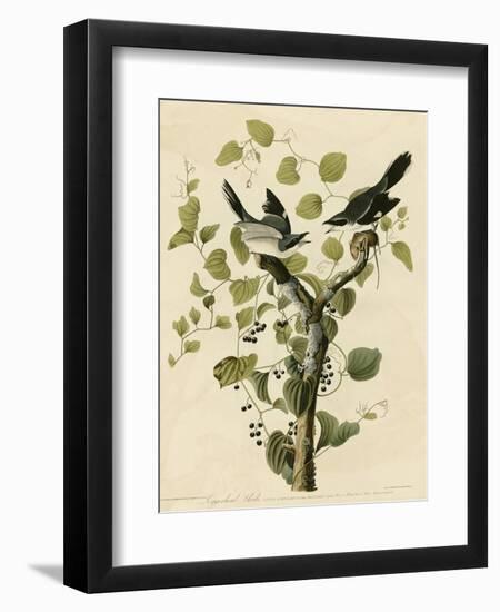 Loggerhead Shrike-null-Framed Giclee Print