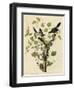 Loggerhead Shrike-null-Framed Giclee Print