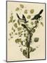 Loggerhead Shrike-null-Mounted Giclee Print