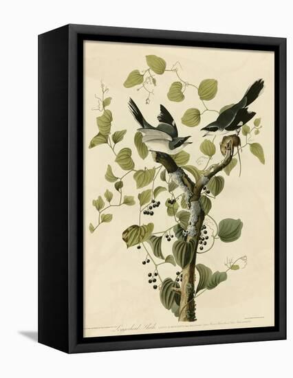 Loggerhead Shrike-null-Framed Stretched Canvas