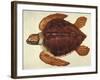 Loggerhead Turtle, 1585-John White-Framed Giclee Print