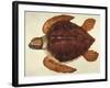 Loggerhead Turtle, 1585-John White-Framed Giclee Print