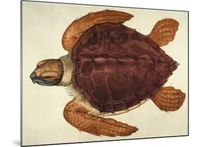 Loggerhead Turtle, 1585-John White-Mounted Giclee Print