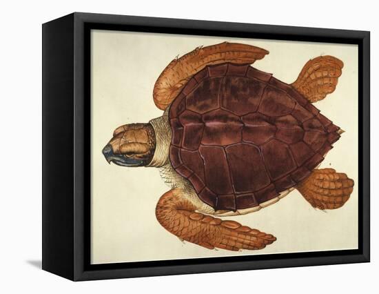 Loggerhead Turtle, 1585-John White-Framed Stretched Canvas