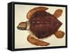Loggerhead Turtle, 1585-John White-Framed Stretched Canvas