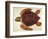 Loggerhead Turtle, 1585-John White-Framed Giclee Print