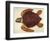 Loggerhead Turtle, 1585-John White-Framed Giclee Print