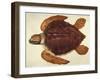 Loggerhead Turtle, 1585-John White-Framed Giclee Print