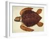 Loggerhead Turtle, 1585-John White-Framed Giclee Print