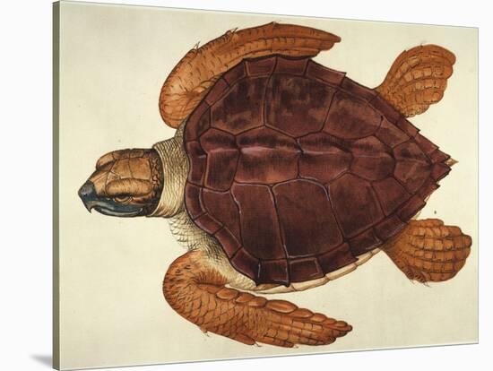 Loggerhead Turtle, 1585-John White-Stretched Canvas