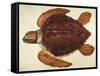 Loggerhead Turtle, 1585-John White-Framed Stretched Canvas