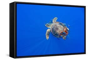 Loggerhead turtle accompanied by pilotfish, Azores, Portugal-Franco Banfi-Framed Stretched Canvas