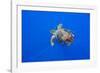 Loggerhead turtle accompanied by pilotfish, Azores, Portugal-Franco Banfi-Framed Photographic Print