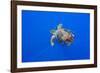 Loggerhead turtle accompanied by pilotfish, Azores, Portugal-Franco Banfi-Framed Photographic Print