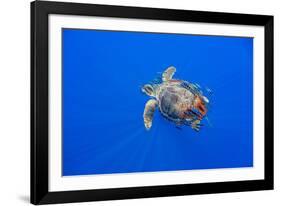 Loggerhead turtle accompanied by pilotfish, Azores, Portugal-Franco Banfi-Framed Photographic Print