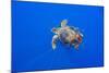 Loggerhead turtle accompanied by pilotfish, Azores, Portugal-Franco Banfi-Mounted Photographic Print