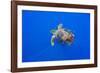 Loggerhead turtle accompanied by pilotfish, Azores, Portugal-Franco Banfi-Framed Photographic Print