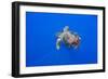 Loggerhead turtle accompanied by pilotfish, Azores, Portugal-Franco Banfi-Framed Photographic Print