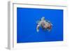 Loggerhead turtle accompanied by pilotfish, Azores, Portugal-Franco Banfi-Framed Photographic Print