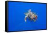 Loggerhead turtle accompanied by pilotfish, Azores, Portugal-Franco Banfi-Framed Stretched Canvas
