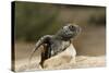 Loggerhead Turtle (Caretta Caretta) Hatching, Dalyan Delta, Turkey, July 2009-Zankl-Stretched Canvas