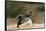 Loggerhead Turtle (Caretta Caretta) Hatching, Dalyan Delta, Turkey, July 2009-Zankl-Framed Stretched Canvas
