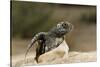 Loggerhead Turtle (Caretta Caretta) Hatching, Dalyan Delta, Turkey, July 2009-Zankl-Stretched Canvas