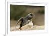 Loggerhead Turtle (Caretta Caretta) Hatching, Dalyan Delta, Turkey, July 2009-Zankl-Framed Photographic Print