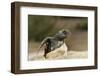 Loggerhead Turtle (Caretta Caretta) Hatching, Dalyan Delta, Turkey, July 2009-Zankl-Framed Photographic Print