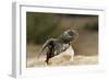 Loggerhead Turtle (Caretta Caretta) Hatching, Dalyan Delta, Turkey, July 2009-Zankl-Framed Photographic Print