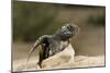 Loggerhead Turtle (Caretta Caretta) Hatching, Dalyan Delta, Turkey, July 2009-Zankl-Mounted Photographic Print