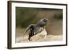 Loggerhead Turtle (Caretta Caretta) Hatching, Dalyan Delta, Turkey, July 2009-Zankl-Framed Photographic Print