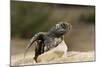 Loggerhead Turtle (Caretta Caretta) Hatching, Dalyan Delta, Turkey, July 2009-Zankl-Mounted Photographic Print