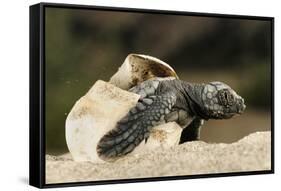 Loggerhead Turtle (Caretta Caretta) Hatching, Dalyan Delta, Turkey, July-Zankl-Framed Stretched Canvas