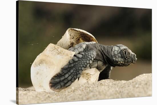 Loggerhead Turtle (Caretta Caretta) Hatching, Dalyan Delta, Turkey, July-Zankl-Stretched Canvas