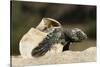 Loggerhead Turtle (Caretta Caretta) Hatching, Dalyan Delta, Turkey, July-Zankl-Stretched Canvas