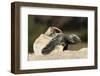 Loggerhead Turtle (Caretta Caretta) Hatching, Dalyan Delta, Turkey, July-Zankl-Framed Photographic Print