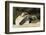 Loggerhead Turtle (Caretta Caretta) Hatching, Dalyan Delta, Turkey, July-Zankl-Framed Photographic Print