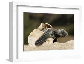 Loggerhead Turtle (Caretta Caretta) Hatching, Dalyan Delta, Turkey, July-Zankl-Framed Photographic Print