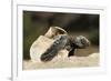 Loggerhead Turtle (Caretta Caretta) Hatching, Dalyan Delta, Turkey, July-Zankl-Framed Photographic Print