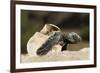 Loggerhead Turtle (Caretta Caretta) Hatching, Dalyan Delta, Turkey, July-Zankl-Framed Photographic Print