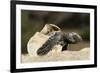 Loggerhead Turtle (Caretta Caretta) Hatching, Dalyan Delta, Turkey, July-Zankl-Framed Photographic Print