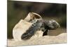 Loggerhead Turtle (Caretta Caretta) Hatching, Dalyan Delta, Turkey, July-Zankl-Mounted Photographic Print