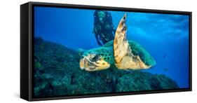 Loggerhead Turtle, (Caretta Caretta), Indian Ocean-Peter Pinnock-Framed Stretched Canvas