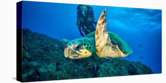 Loggerhead Turtle, (Caretta Caretta), Indian Ocean-Peter Pinnock-Stretched Canvas