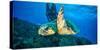 Loggerhead Turtle, (Caretta Caretta), Indian Ocean-Peter Pinnock-Stretched Canvas