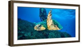 Loggerhead Turtle, (Caretta Caretta), Indian Ocean-Peter Pinnock-Framed Photographic Print